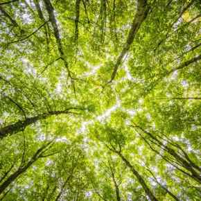 Do you care if your book is&nbsp;green?