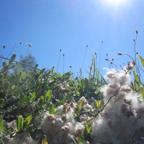 #5 The First Lasts, The First&nbsp;Withouts